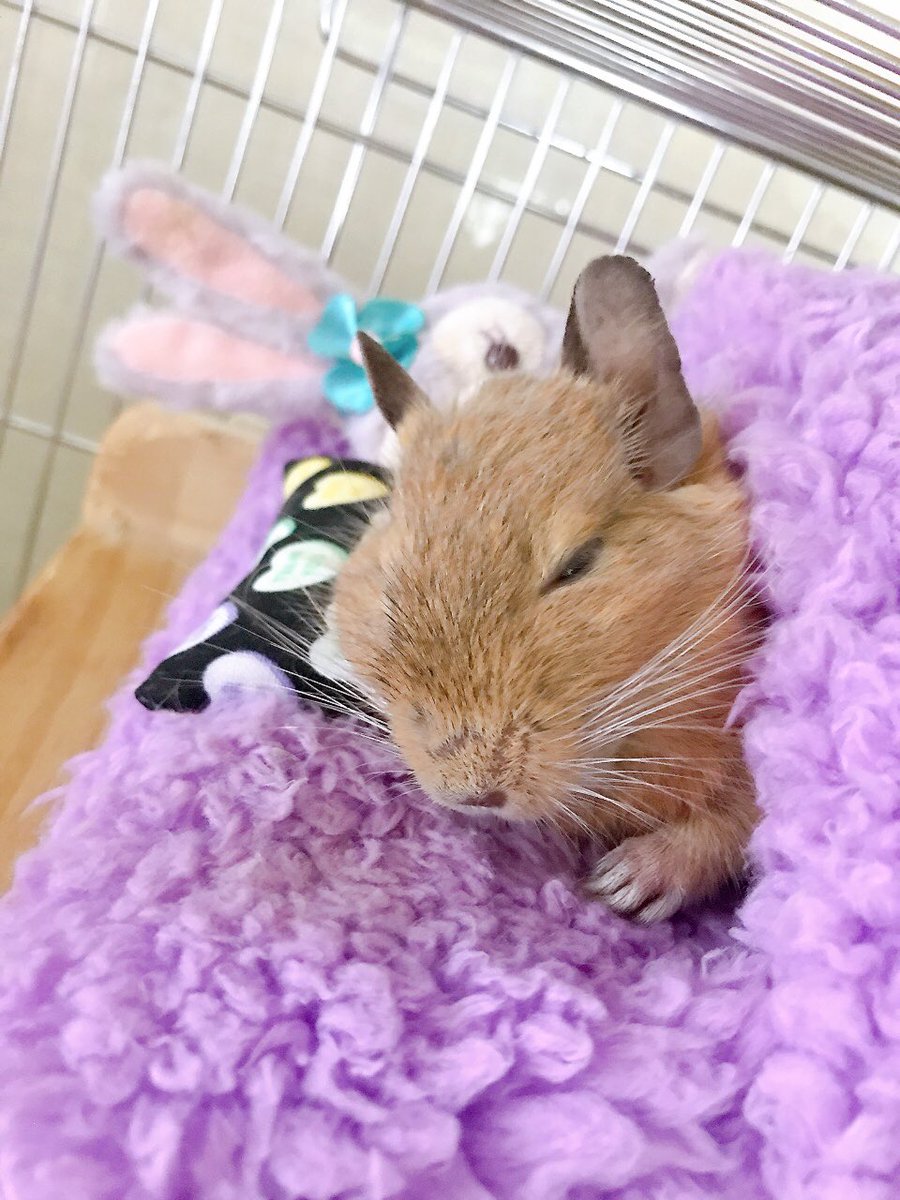 CHICCI1013's tweet image. お昼寝😴
枕大好き🥰