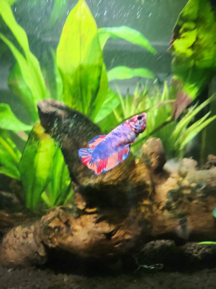 alexsversion13's tweet photo. @taylornation13 my betta, Betty, approves of this name choice 🙂‍↕️ https://t.co/efR9WuX9Nh