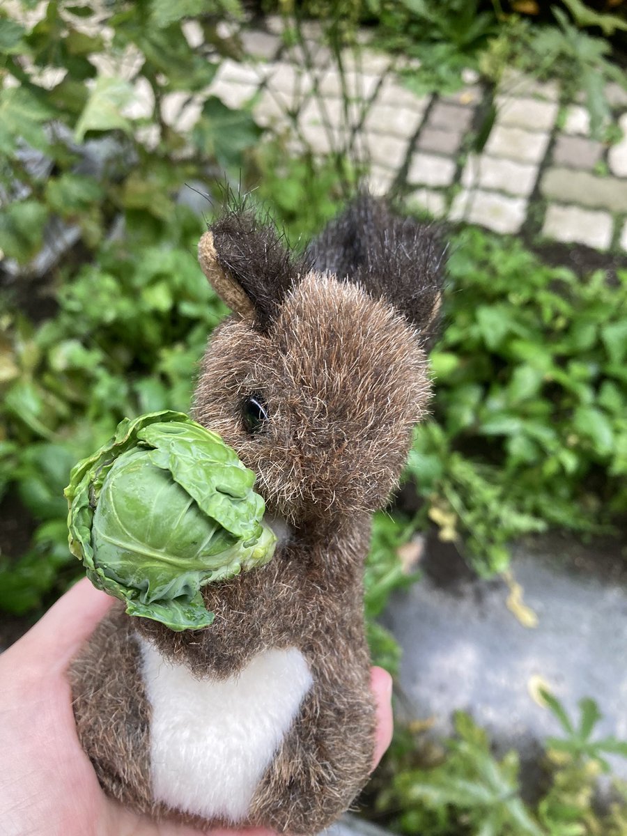芽キャベツの収穫をお知らせするリス。リスにぴったりの大きさだね。