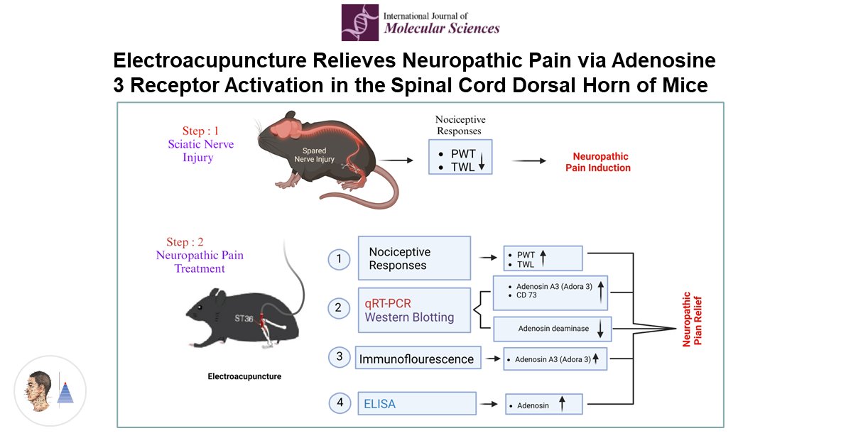 🐀Acupuncture expérimentale 🇨🇳 🇳🇬
📰Int J Mol Sci
Modèle de douleur neuropathique [souris]. Action antalgique de l’acupuncture. Action 𝑣𝑖𝑎 les récepteurs adénosine A3 [Adora-3] au niveau médullaire.

pubmed.ncbi.nlm.nih.gov/39408573/🔓