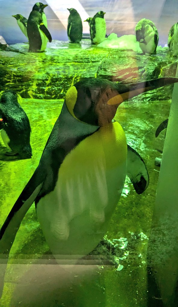 sidanoRR's tweet photo. TLのみんな 急にペンギンを見て https://t.co/25l9I9EHlv