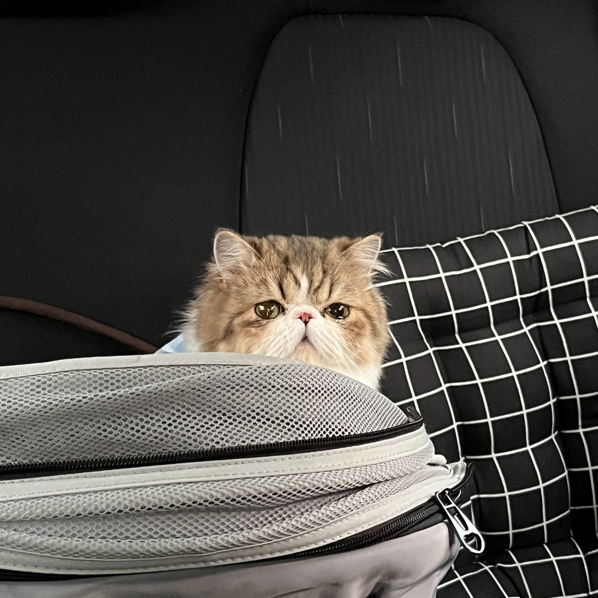 Lifecat | Biocat | Oricat tweet media