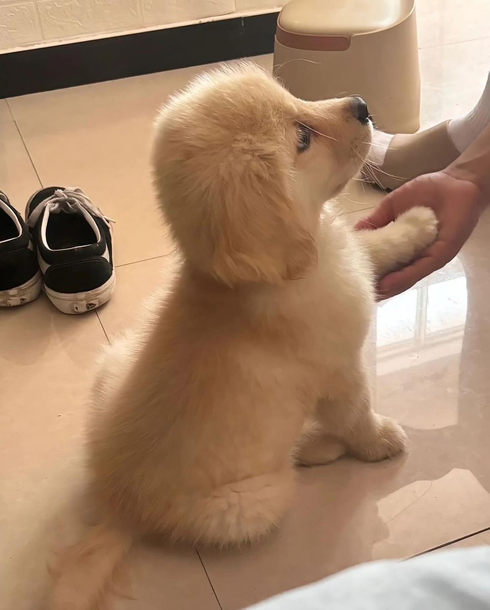 Animal Lover (@animal_fanlover) on Twitter photo 