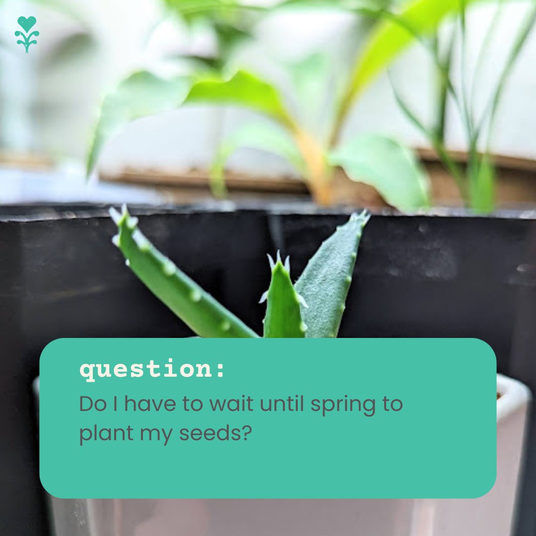 plantflix's tweet image. Sowing seeds can seem like a very seasonal activity, but gardening indoors allows for a lot more flexibility! Personally, fall is my favorite time to sow new houseplant seeds, I don't know why but I get that itch to start new projects 💚 #Growingtips #Indoorgarden