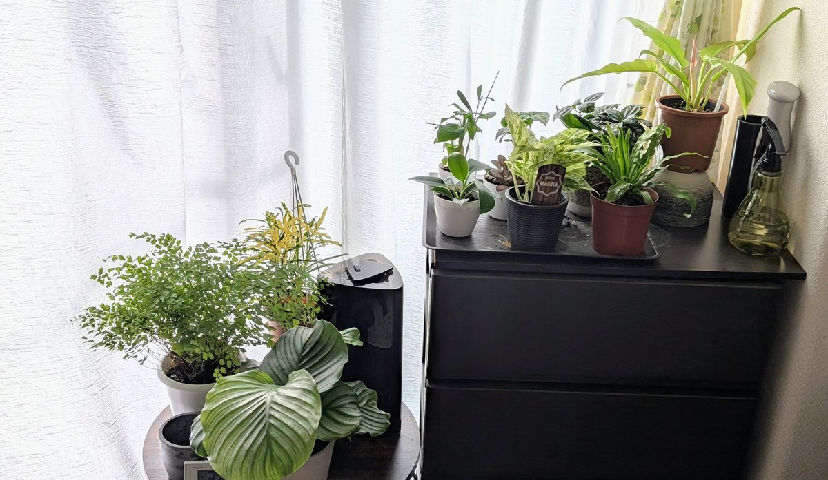 caepom's tweet image. はろー！大阪は雨です☔
買ったり貰ったり室内にも増加中〜
日々のストレス緩和にオススメ🪴