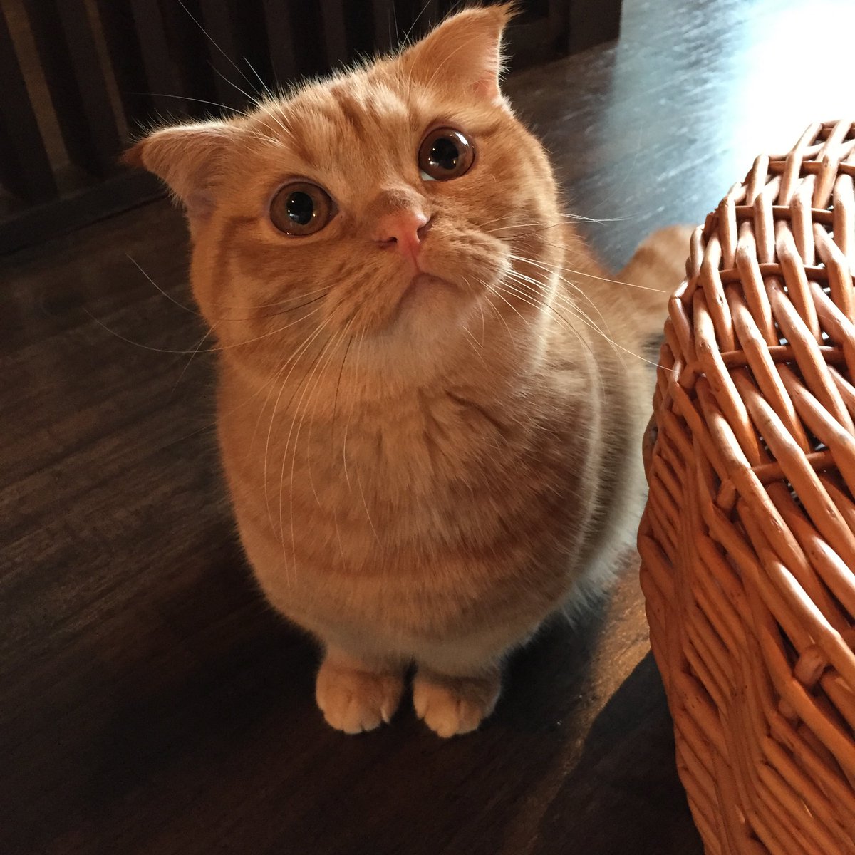 CatApartment's tweet photo. なんと…あの小さかったウニちゃんが！今日で10歳になりました。
長いようであっという間の10年。遠い群馬県からうちに来てくれてありがとう🥹✨
心臓が弱いので心配もあったけどここまで健やかに育ってくれてほんとよかったです。
毎日可愛くてずっと偉いウニちゃん。これからも健やかに過ごしてね。 https://t.co/hcComqWUFD