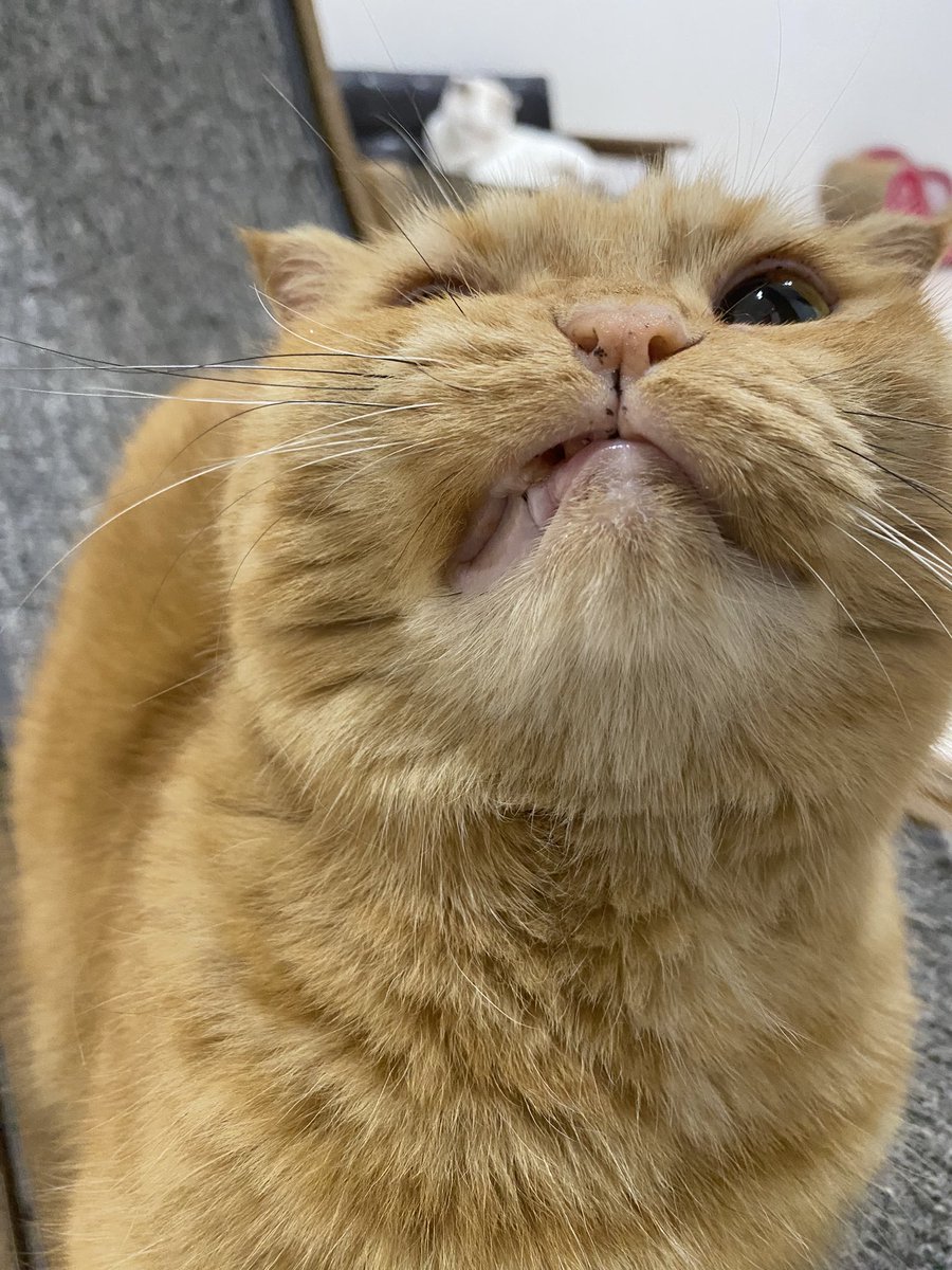 CatApartment's tweet photo. なんと…あの小さかったウニちゃんが！今日で10歳になりました。
長いようであっという間の10年。遠い群馬県からうちに来てくれてありがとう🥹✨
心臓が弱いので心配もあったけどここまで健やかに育ってくれてほんとよかったです。
毎日可愛くてずっと偉いウニちゃん。これからも健やかに過ごしてね。 https://t.co/hcComqWUFD