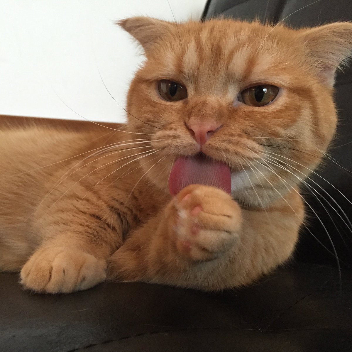 CatApartment's tweet photo. なんと…あの小さかったウニちゃんが！今日で10歳になりました。
長いようであっという間の10年。遠い群馬県からうちに来てくれてありがとう🥹✨
心臓が弱いので心配もあったけどここまで健やかに育ってくれてほんとよかったです。
毎日可愛くてずっと偉いウニちゃん。これからも健やかに過ごしてね。 https://t.co/hcComqWUFD