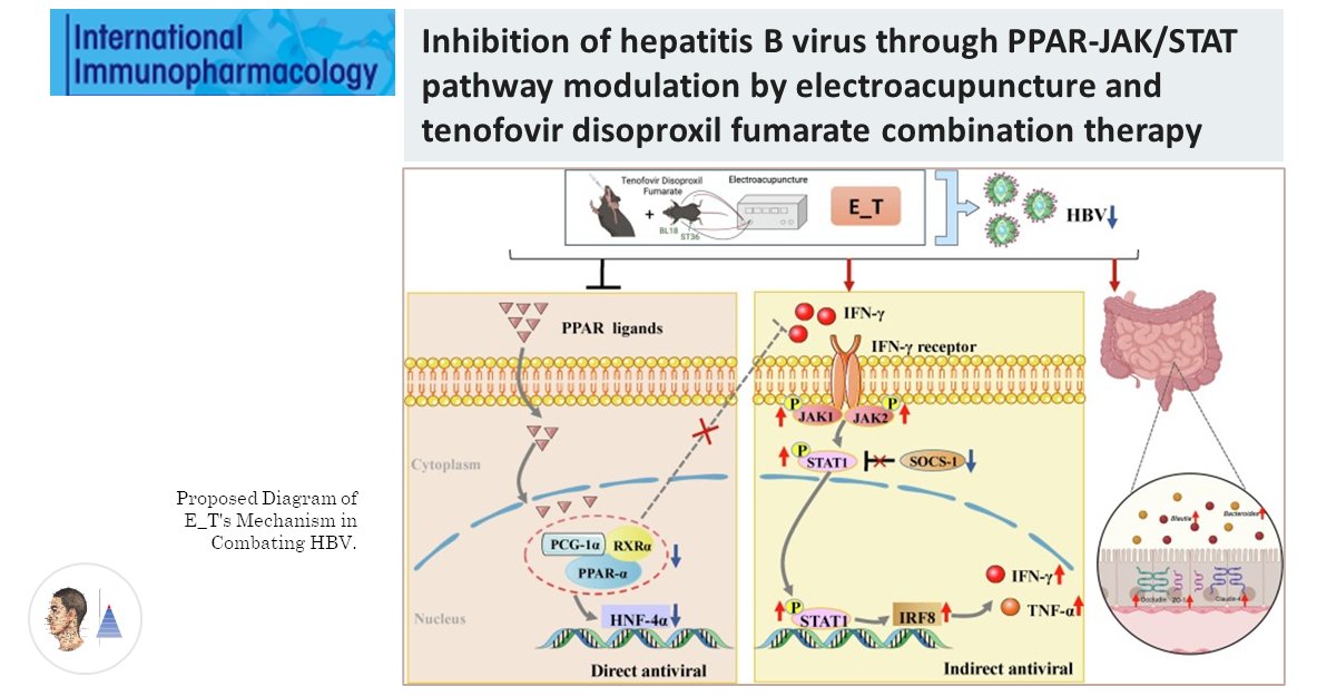 🐀Acupuncture expérimentale 🇨🇳
📰Int Immunopharmacol
Modèle d’hépatite B [souris]. Intérêt de l’association acupuncture + fumarate de tenofovir disoproxil [TDF] 𝑣𝑒𝑟𝑠𝑢𝑠 [TDF] seul. ↘ replication HBV. Action 𝑣𝑖𝑎 les voies PPAR et JAK/STAT.

pubmed.ncbi.nlm.nih.gov/39369463/🔓