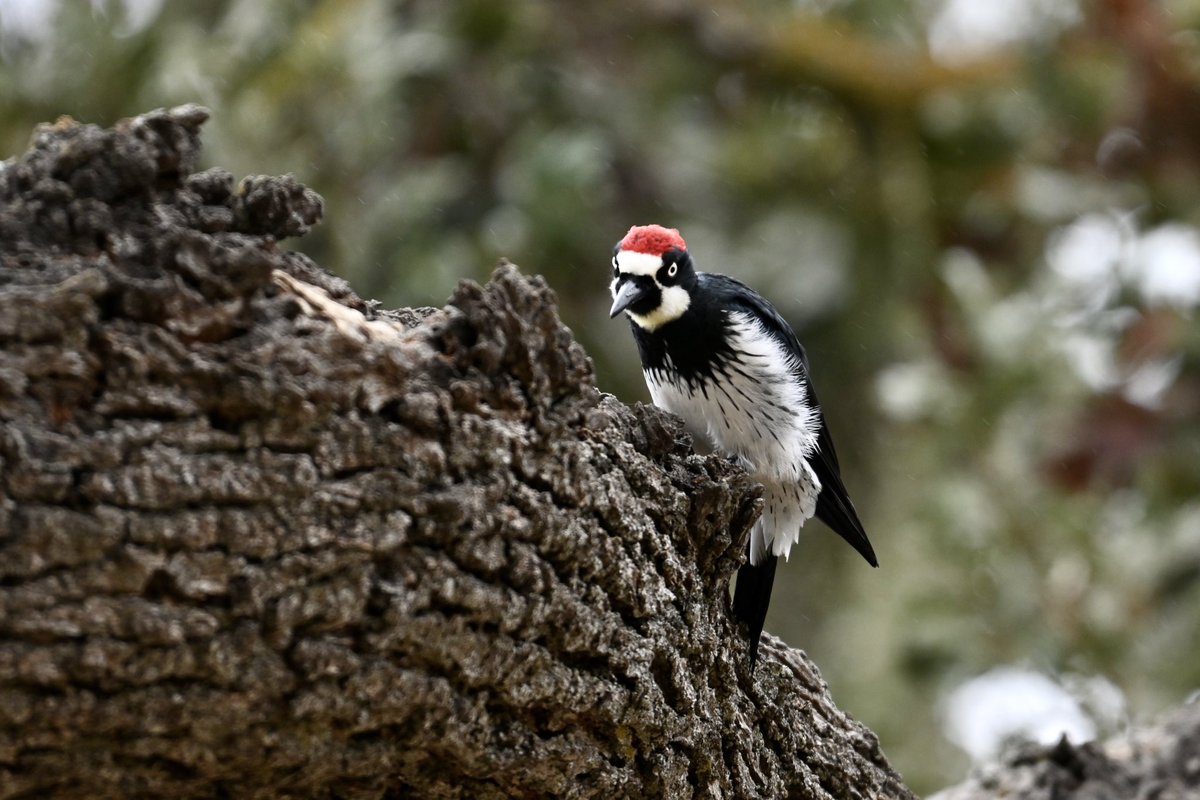 GaryGstraw1's tweet photo. Our first day in California we visited Las Cruzitas near Santa Barbara for Yellow-billed Magpie Golden-crowned Sparrow Band-tailed Pigeon Acorn Woodpecker Black Phoebe Anna’s Hummingbird a White-tailed Deer Red-tailed Hawk and Brewers Blackbird later Brown Pelican Western Gull https://t.co/QXmVzS8aWd