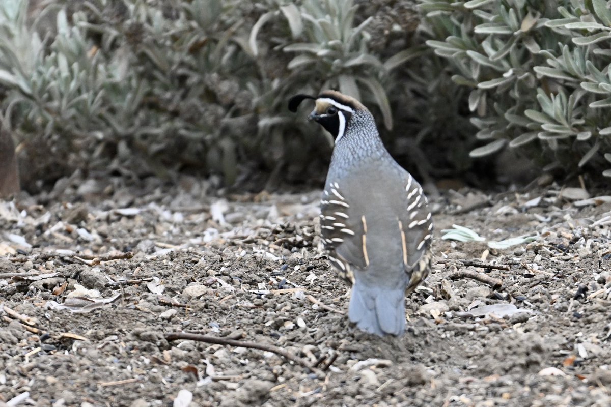 GaryGstraw1's tweet photo. Our first day in California we visited Las Cruzitas near Santa Barbara for Yellow-billed Magpie Golden-crowned Sparrow Band-tailed Pigeon Acorn Woodpecker Black Phoebe Anna’s Hummingbird a White-tailed Deer Red-tailed Hawk and Brewers Blackbird later Brown Pelican Western Gull https://t.co/QXmVzS8aWd