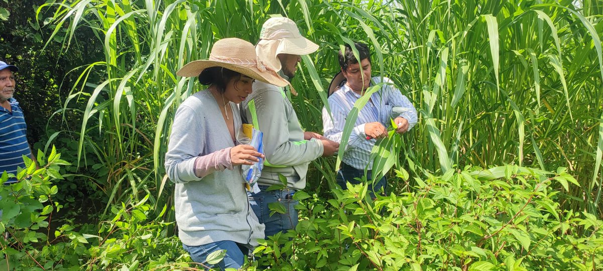 MarenaNicaragua's tweet photo. Con el fin de continuar la conservación del Maiz Teocintle, realizamos visita de seguimiento en la Reserva de Recursos Geneticos Llanos de Apacunca, donde extraimos tegido a las parcelas establecidas por los protagonistas incluidos en esta iniciativa.
#GEF5 https://t.co/XQANtbR2y0