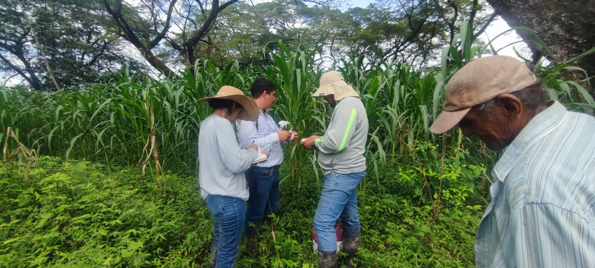 MarenaNicaragua's tweet photo. Con el fin de continuar la conservación del Maiz Teocintle, realizamos visita de seguimiento en la Reserva de Recursos Geneticos Llanos de Apacunca, donde extraimos tegido a las parcelas establecidas por los protagonistas incluidos en esta iniciativa.
#GEF5 https://t.co/XQANtbR2y0