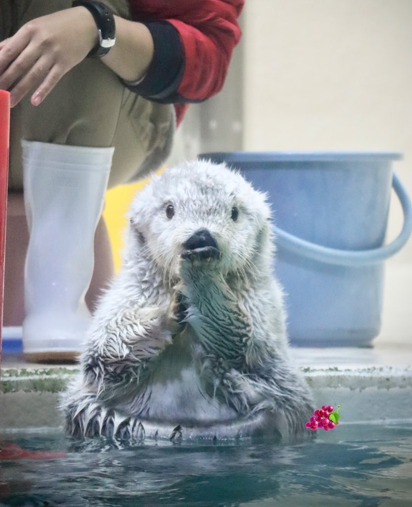budou_thesea's tweet photo. ❣️
鳥羽水族館の
メイちゃん キラちゃん

 #鳥羽水族館  #ラッコ  
#ラッコのメイちゃん
#ラッコのキラちゃん https://t.co/o4Ao9brP2Q