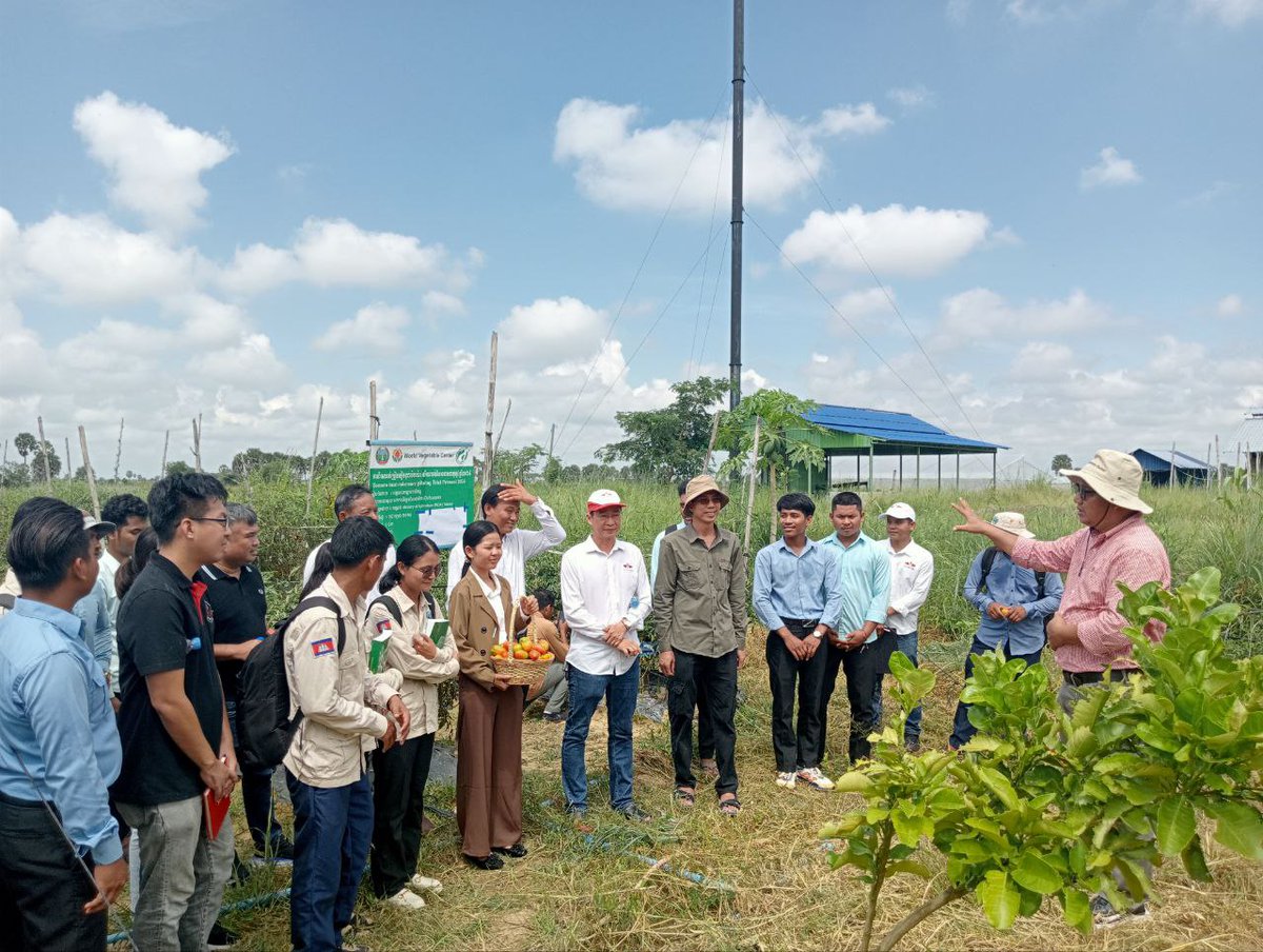 On 17th Oct 2024, WorldVeg, DPPSS, and NUCK held a field day in Prey Veng, Cambodia, showcasing 10 tomato varieties. Two showed high yield and stress tolerance. Seed dealers expressed interest in importing them.