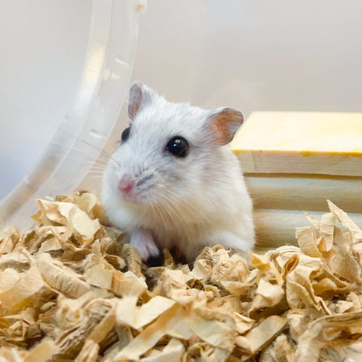 muukunchi's tweet photo. イケハム🐹✨
＃ハムスター https://t.co/6z7n3IjOjY