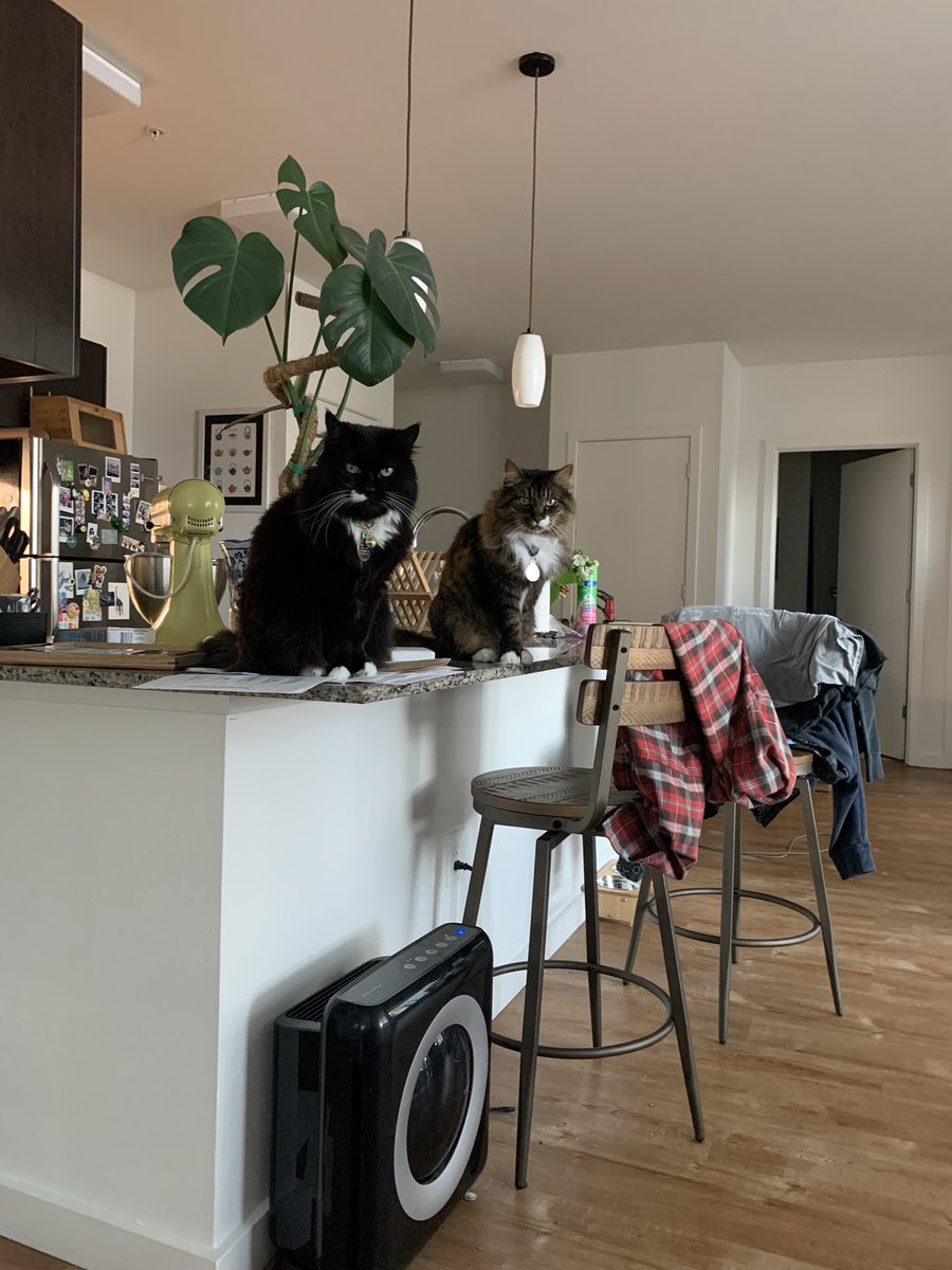 ElizSimins's tweet photo. Them too 🐈‍⬛🐈 https://t.co/KPxpyPEMyG