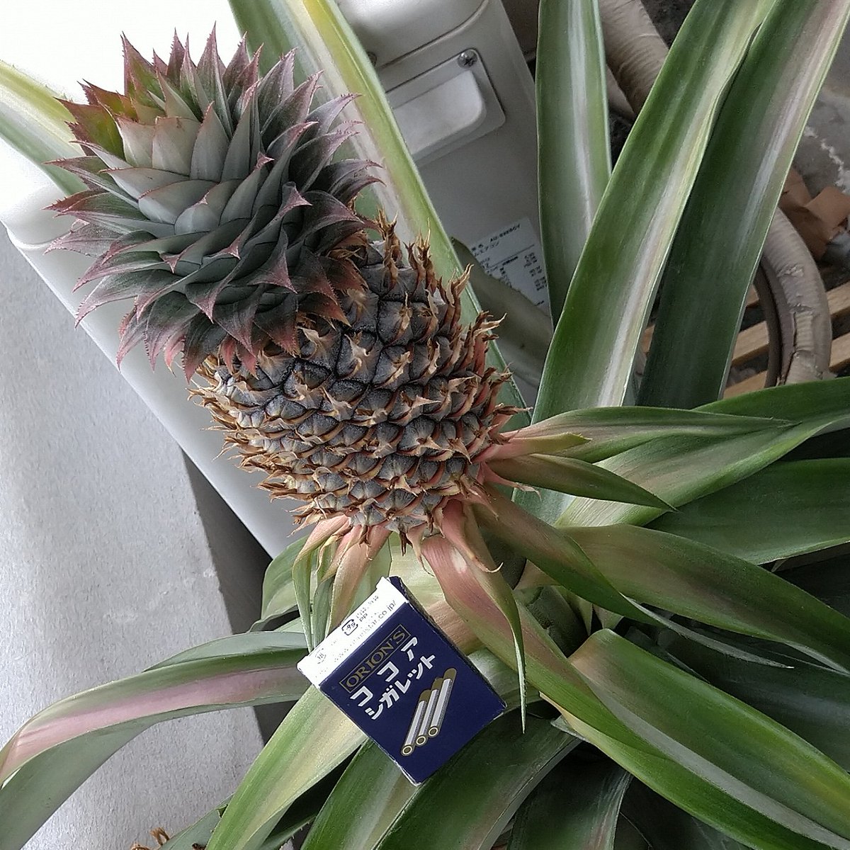 ita3rose's tweet image. 今回も完熟まで行かないかな
開花がお盆頃だったし
ウロコの一枚一枚がまだ小さい
#パイナップル #Pineapple #Ananas