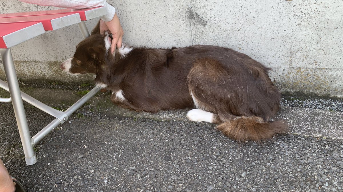 ikurachan_08's tweet photo. 神奈川県大和市　桜ヶ丘ボウリングセンターの前で柴犬？とボーダーコリーを保護しました。
心当たりのある方はご連絡ください。
首輪の電話番号は使用されておらず繋がりませんでした。

皆様のご協力お願いいたします。
 #迷子犬
#保護犬
#迷い犬
#神奈川県
#大和市 https://t.co/VjoV0Sqk7q