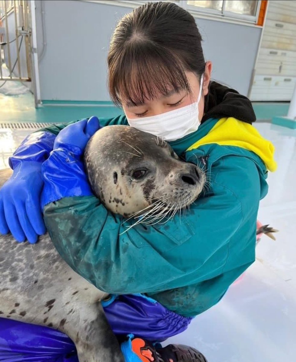 Jukeceptacon's tweet image. I wish I could hold a seal…😞