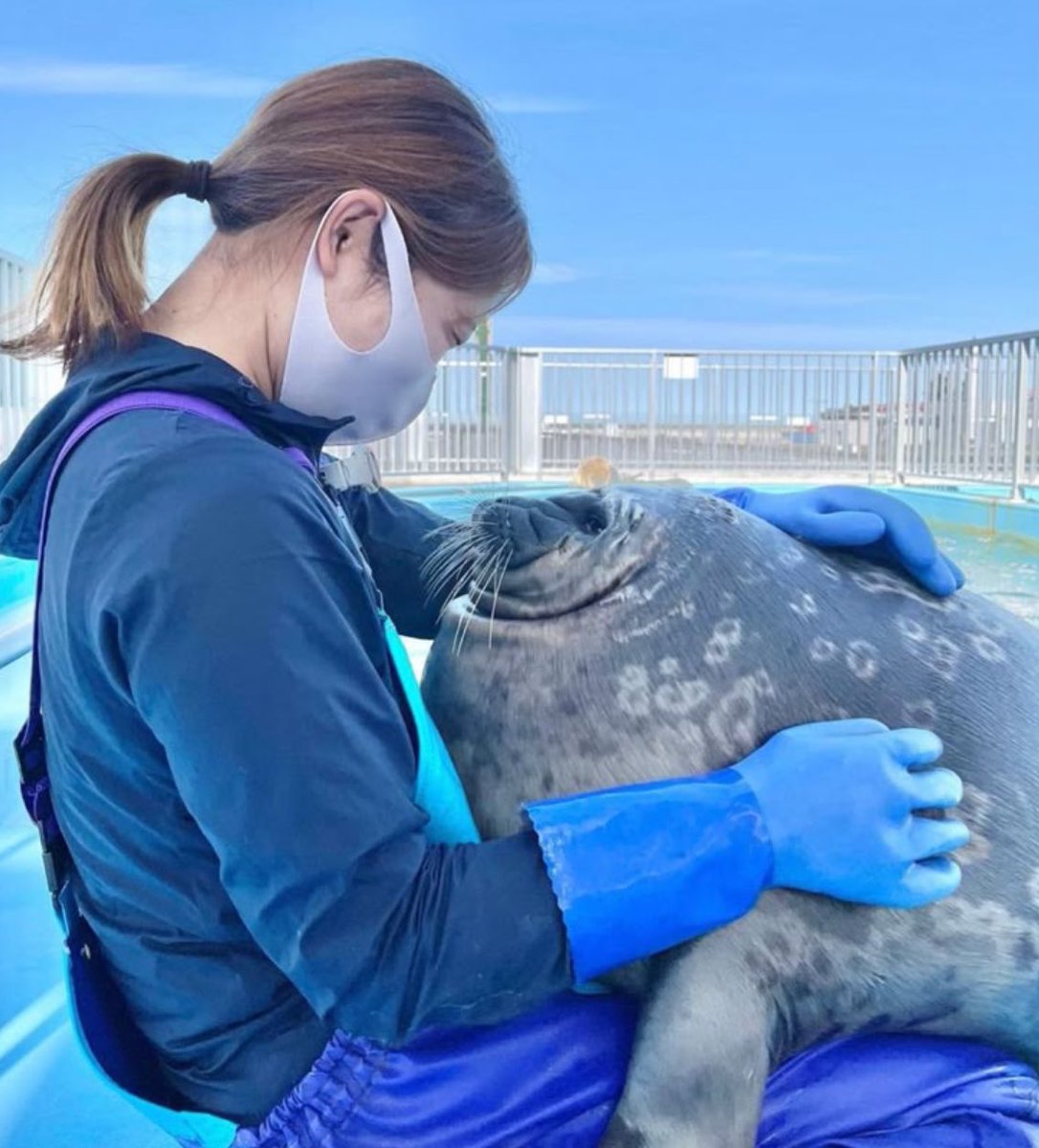 Jukeceptacon's tweet image. I wish I could hold a seal…😞