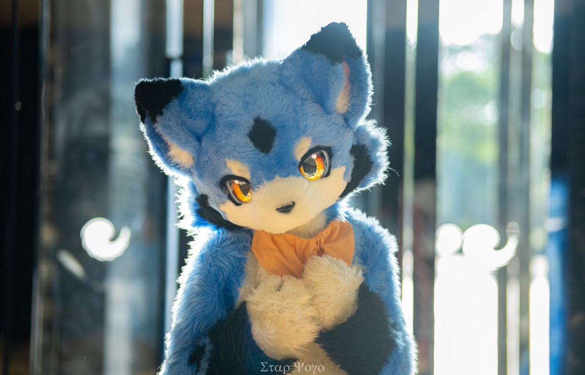 #FursuitFriday

世界上只有一只的堪太
☀️🐶

📷：@星祤のじくう