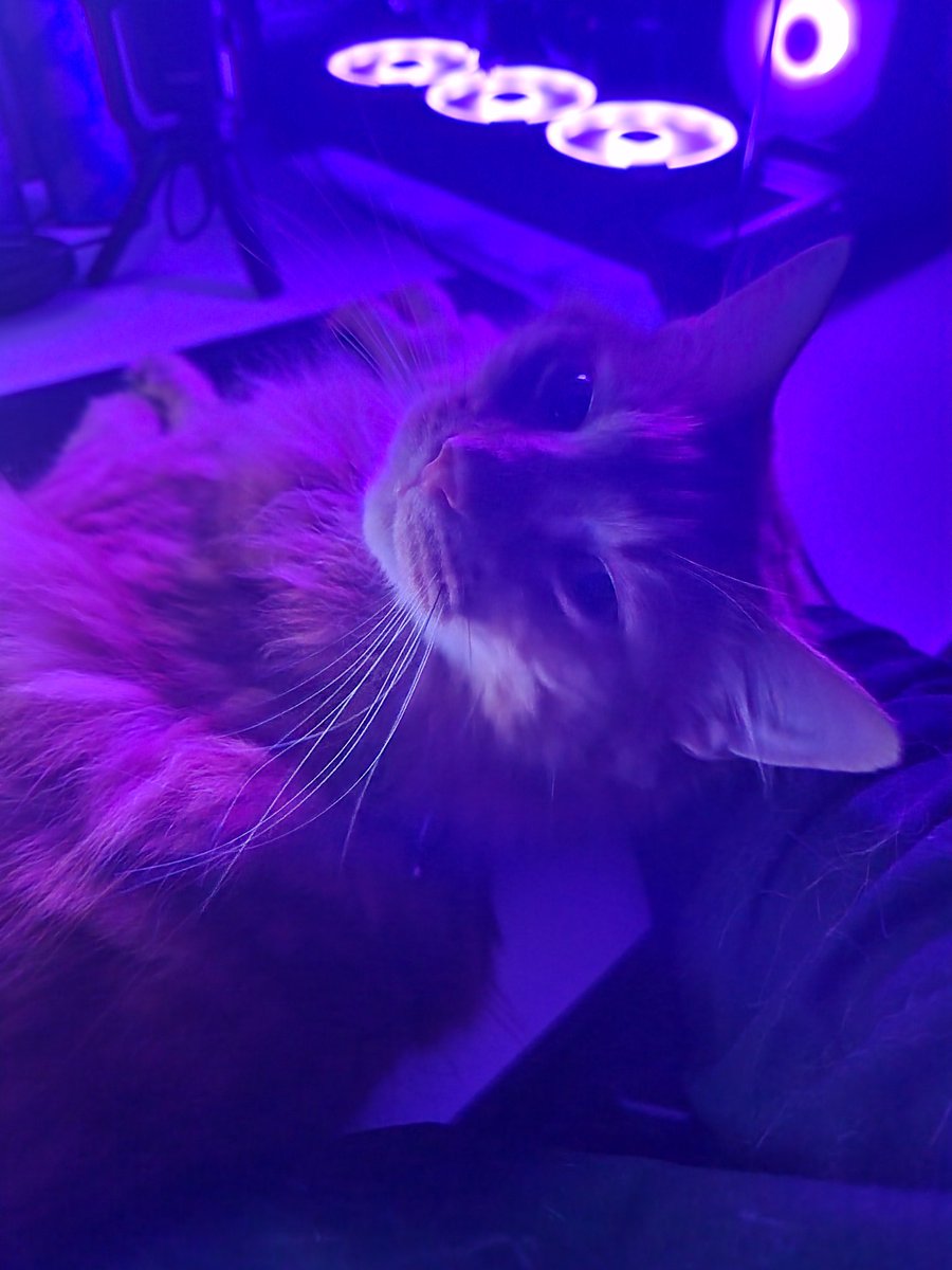 🪻🌱Moss 🌱🪻