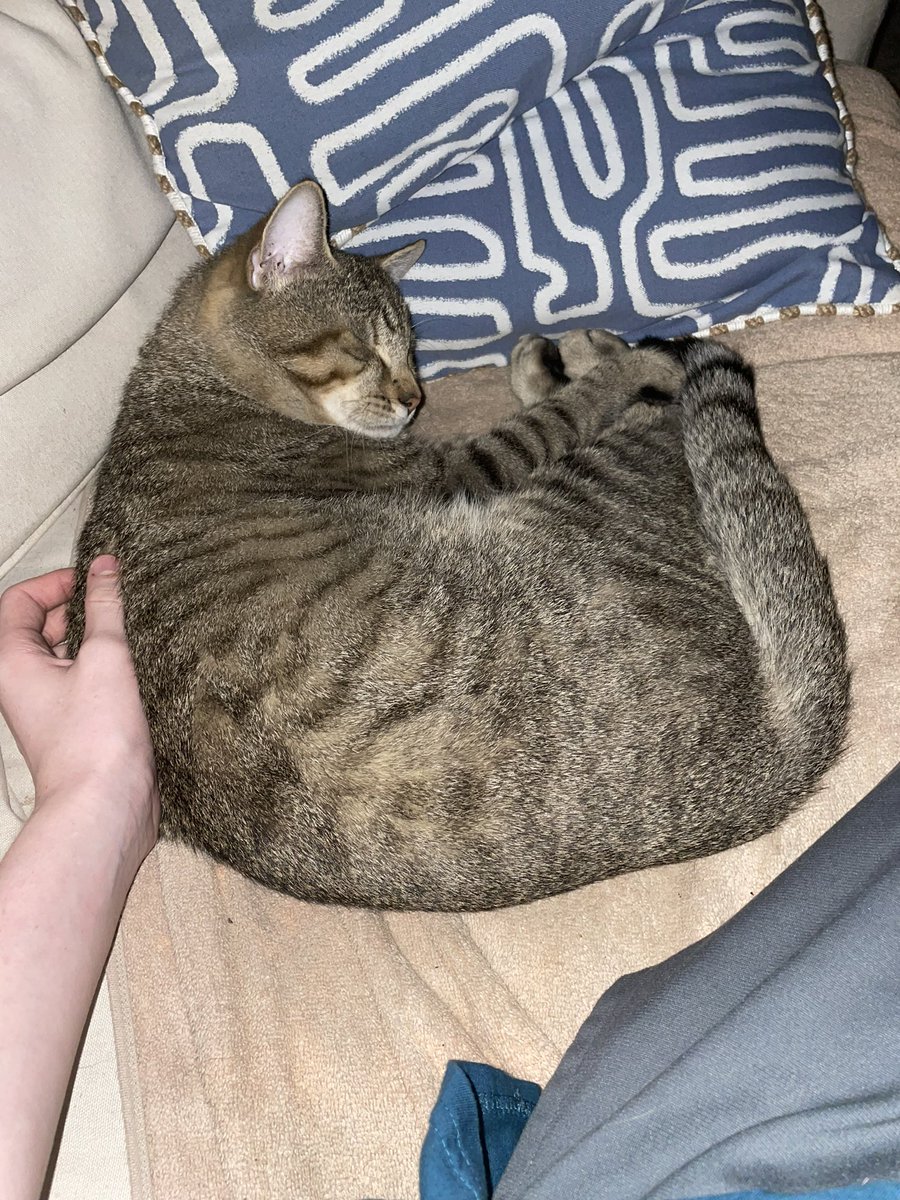 Solar_Femboy's tweet image. Eepy cat