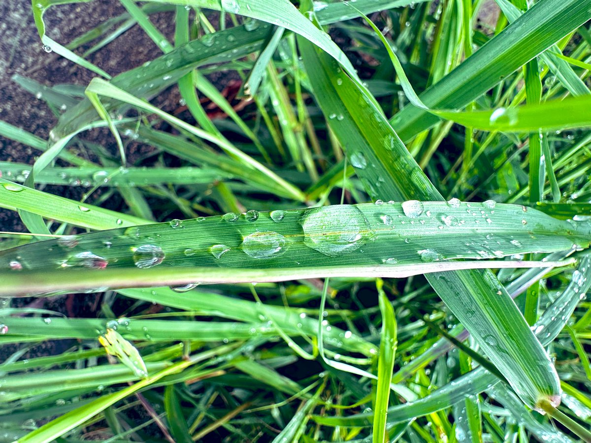 vrundavs's tweet photo. A morning of raindrops ~~~
#octoberrains
#SaturdayMorning #vrupix https://t.co/OneabQRtDk