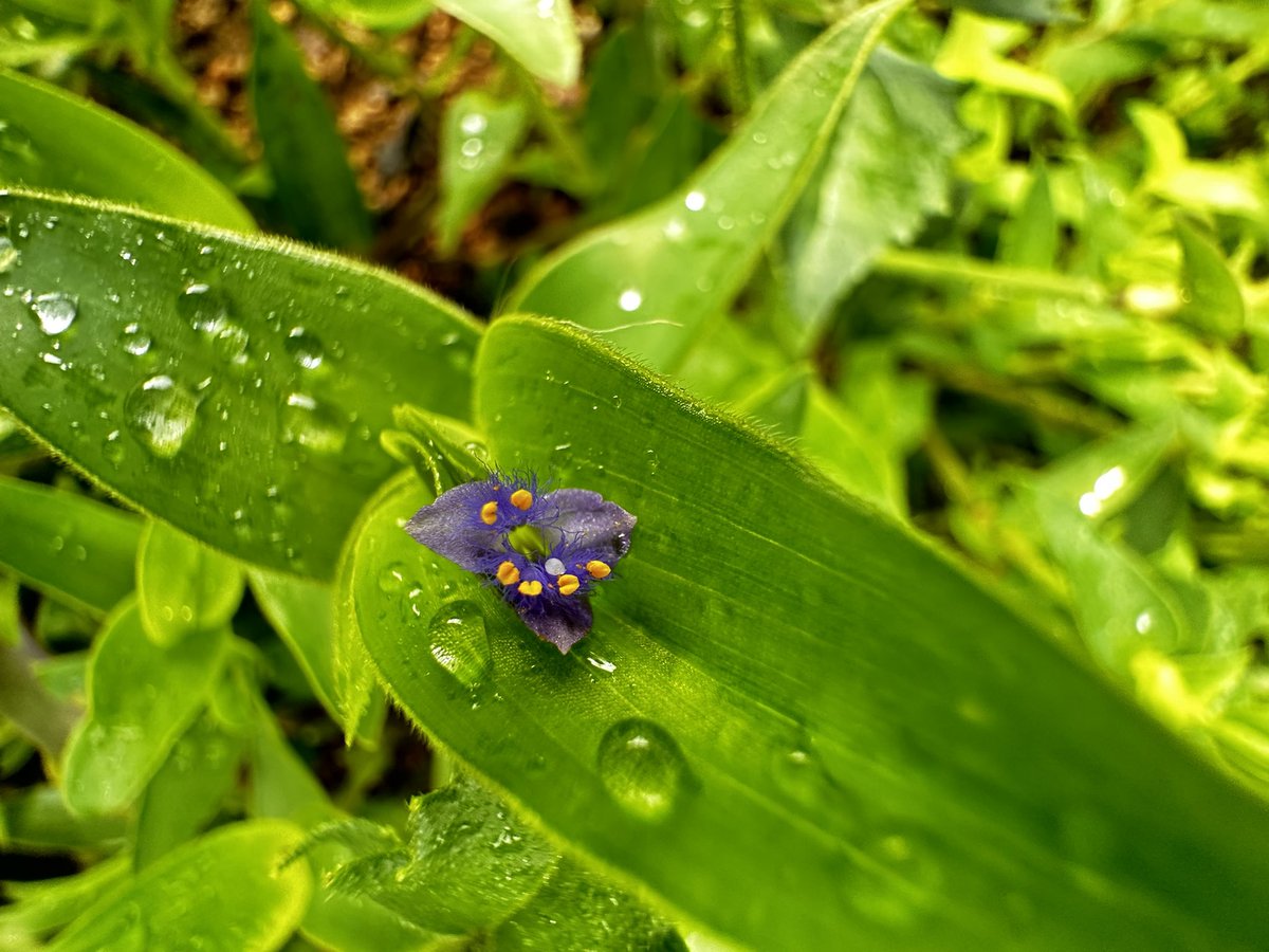 vrundavs's tweet photo. A morning of raindrops ~~~
#octoberrains
#SaturdayMorning #vrupix https://t.co/OneabQRtDk