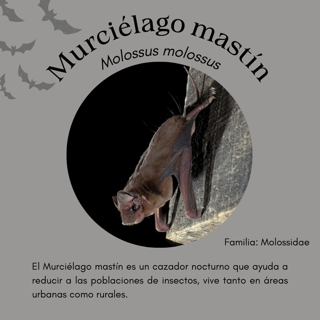 #Murcidato del día: Molossus molossus 

Este murcielago se encuentra en todo tipo de hábitats y es común en áreas urbanas, donde se refugia en edificios y palmeras. Caza insectos voladores por lo que ayuda a controlar las plagas. 

#MesDelMurciélago #Conservación #Biodiversidad