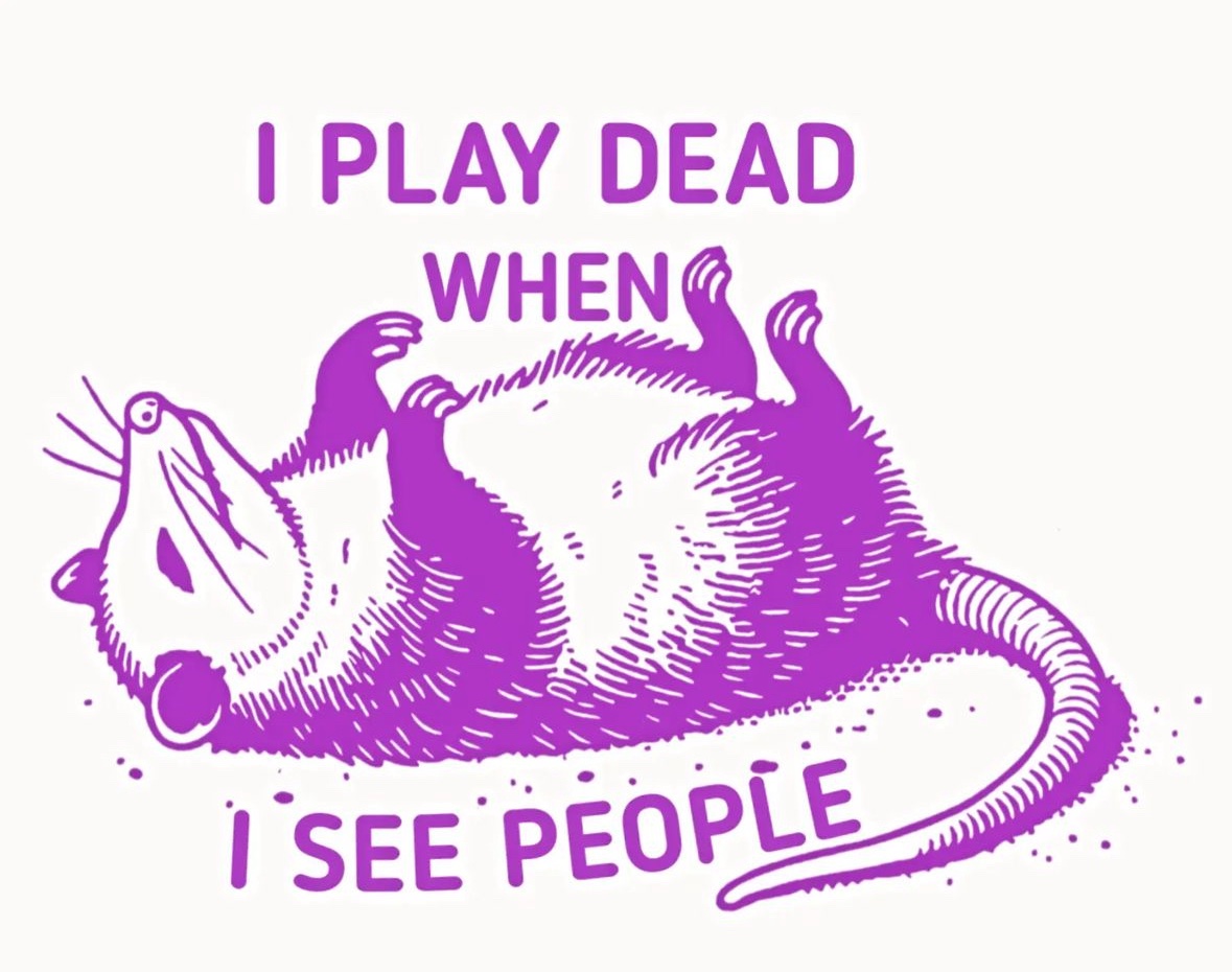 raccoonesthetic's tweet image. 