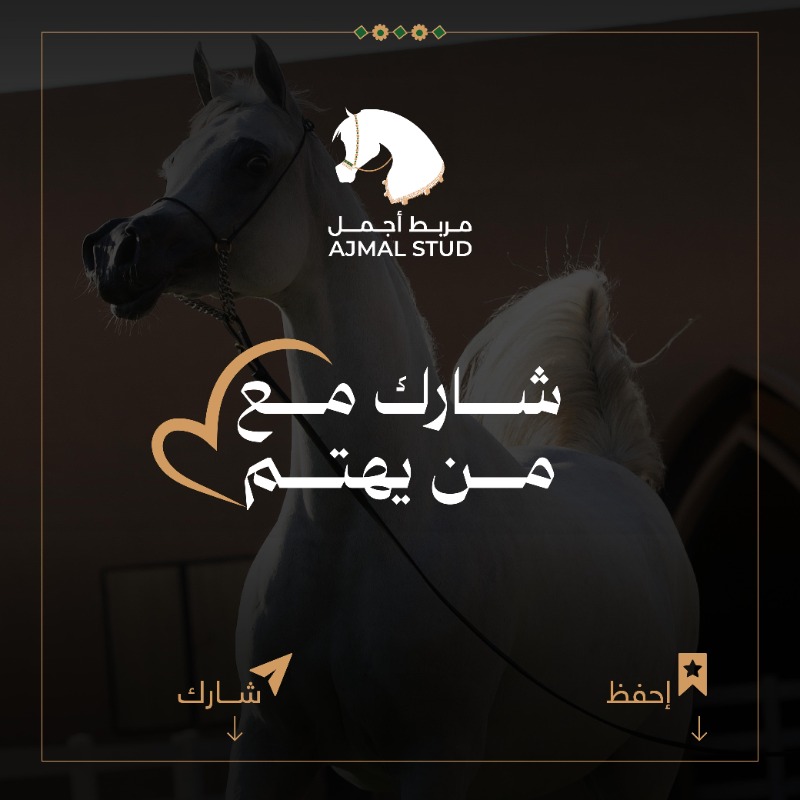 ajmalstud's tweet photo. او اف دبليو صوفيستيكاتد وان ( OFW Sophisticated Wan) ، من دماء وأفراس مزرعة اوراين الامريكية، حفيدة الجدين مروان الشقب ودارك فيكتوري. 

إحدى الأفراس المنتجة لتكون أحد خياراتك في مزاد مربط أجمل بسعر السوق.
