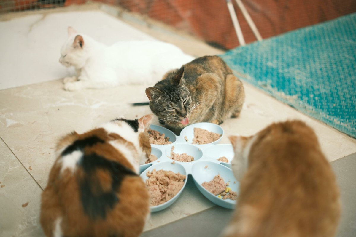 Ab2goB's tweet photo. Animonda Katzenfutter Test: Qualität und Inhaltsstoffe im Check

https://t.co/2VfozwdRoA

#katzenfutter #katzen #katzennahrung #katze #katzentipps #katzenernährung #katzenliebe #katzenfuttertest #katzenleben #allesfürdiekatze #katzenfütterung #katzenparadies https://t.co/4Qn4x1u0Fw