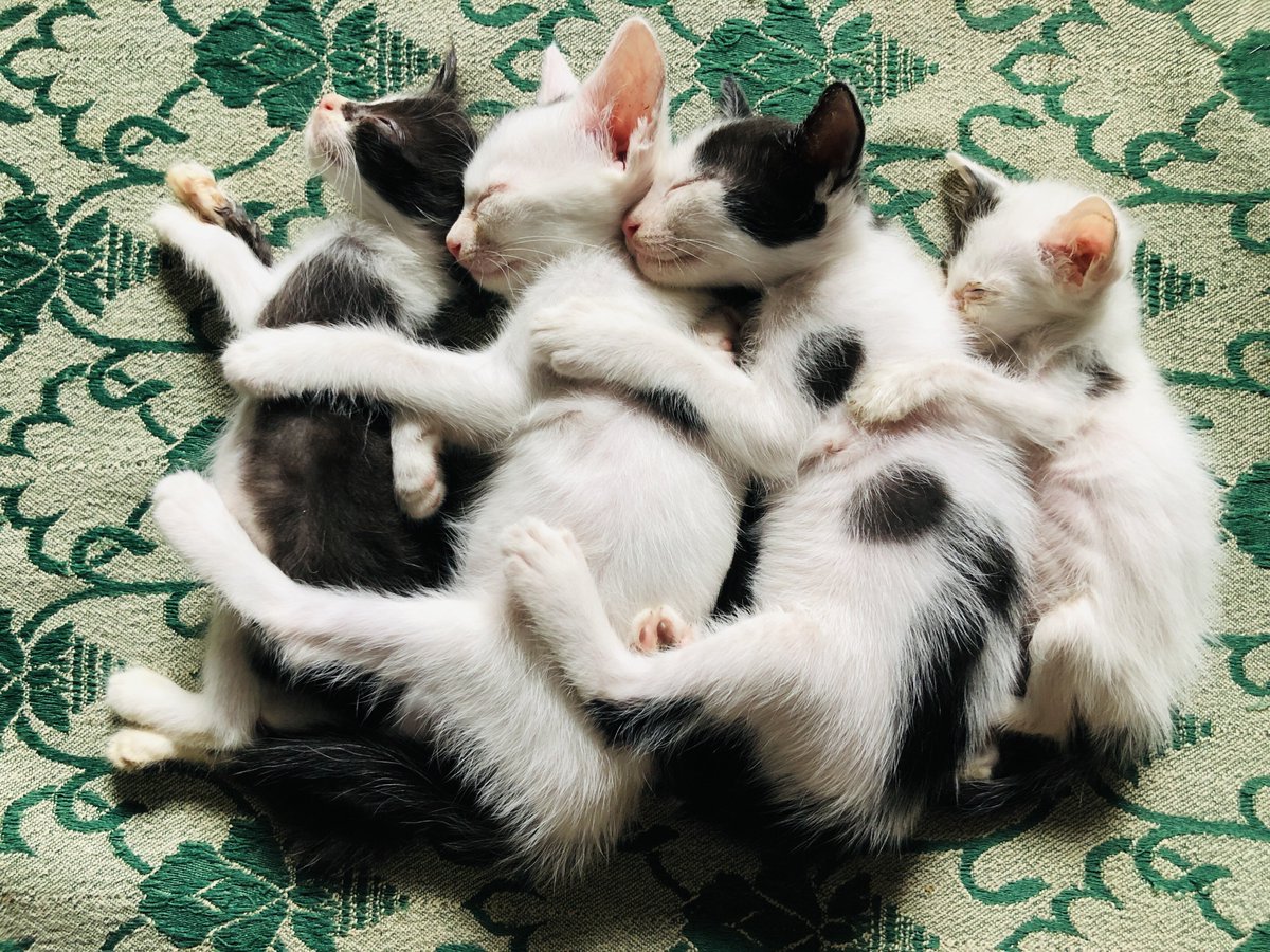 Bharath Bhushan tweet media