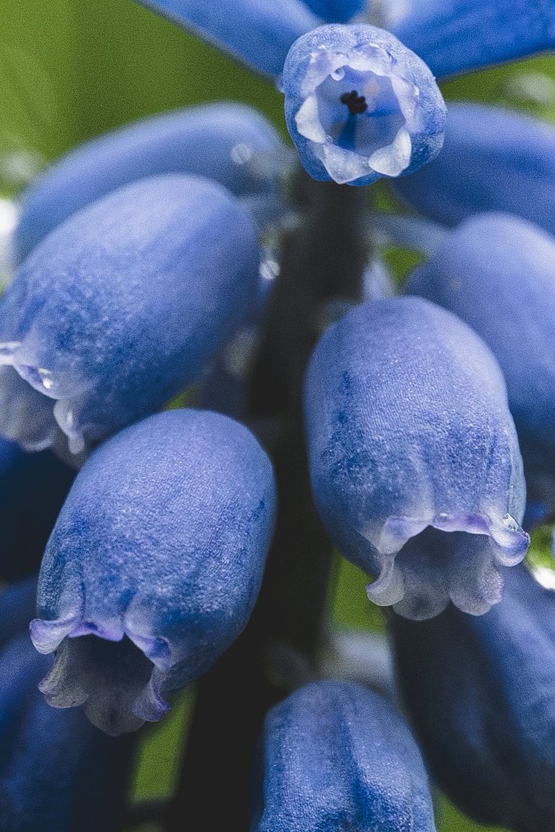 Cederfjärd tweet media