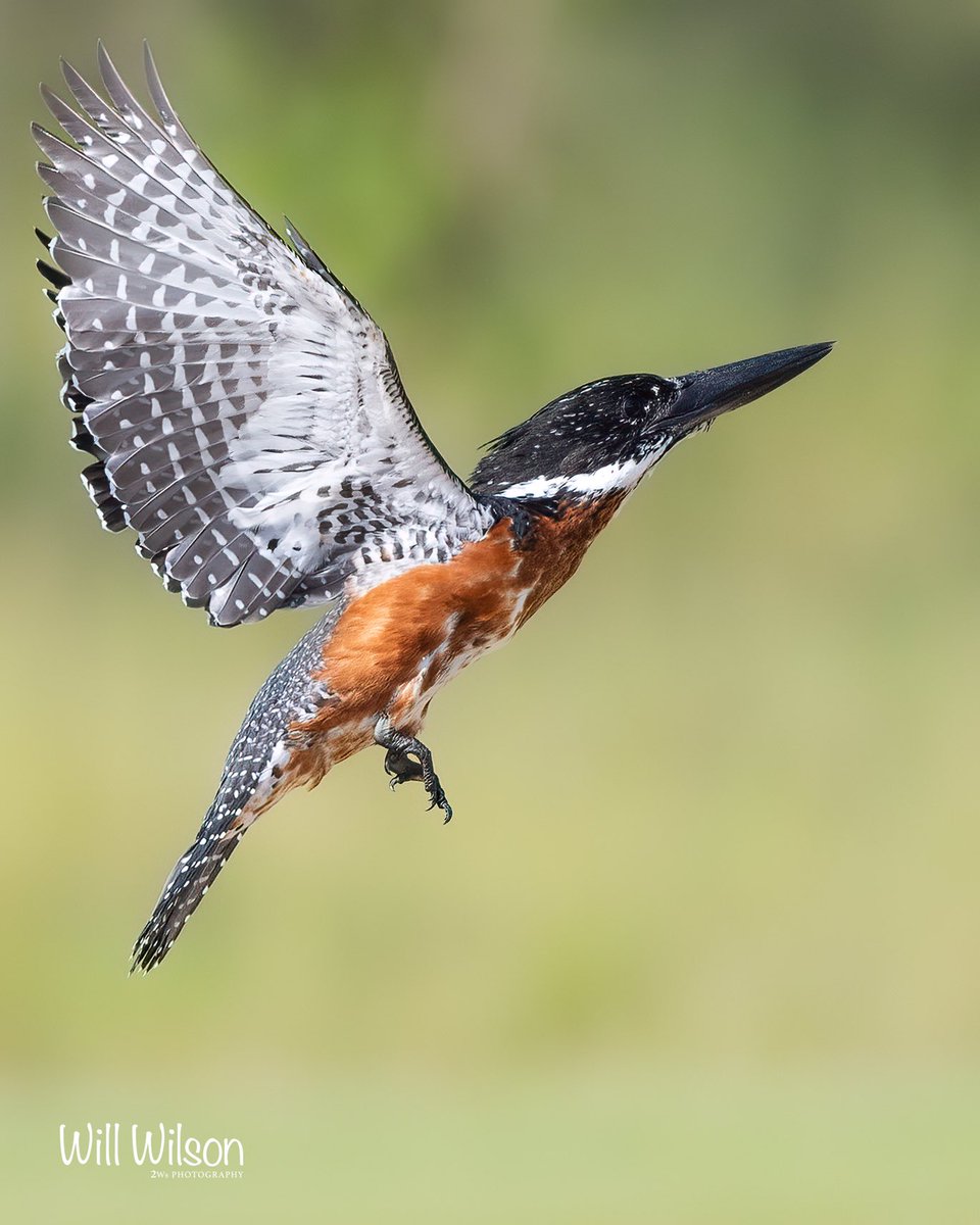 A male Giant Kingfisher on the wing…

📍Nyarutarama, in #Kigali #Rwanda #BirdTwitter #RwOX