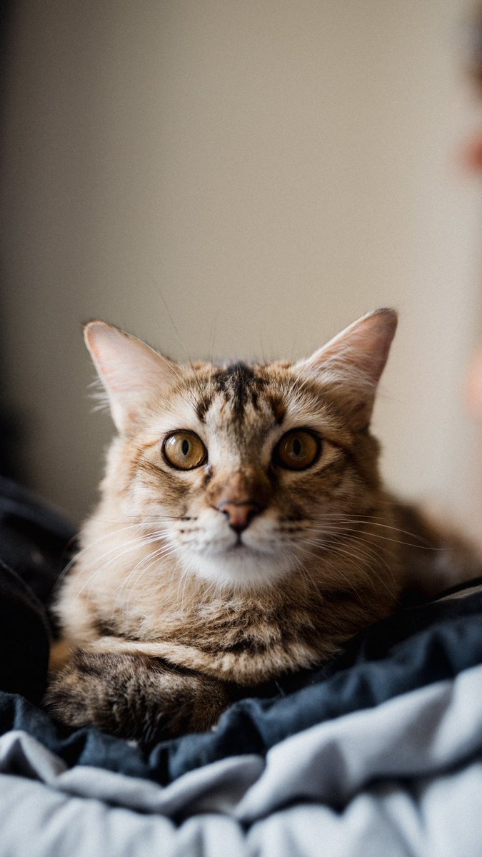 Mimi is a friend, a companion, a family member. Came into my life at one of my lowest point, and i’ll mourn for her, for as long as i’m allowed to, and i’ll remember her cause she makes me happy, and then i’ll miss her, and celebrate her at the same time.

I love you, Mimi ❤️