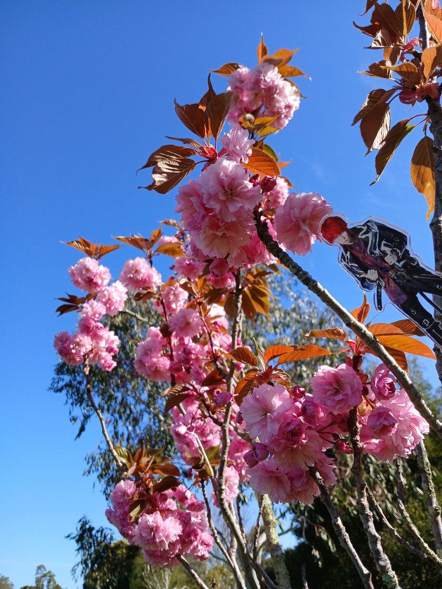 usage500's tweet image. 日本のみんなに春をお届け🌸

#SpringinAustralia
#forXYpic