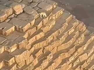 في الجمهوريه الجديده لا تتعجب من وجود كلب علي قمه الهرم