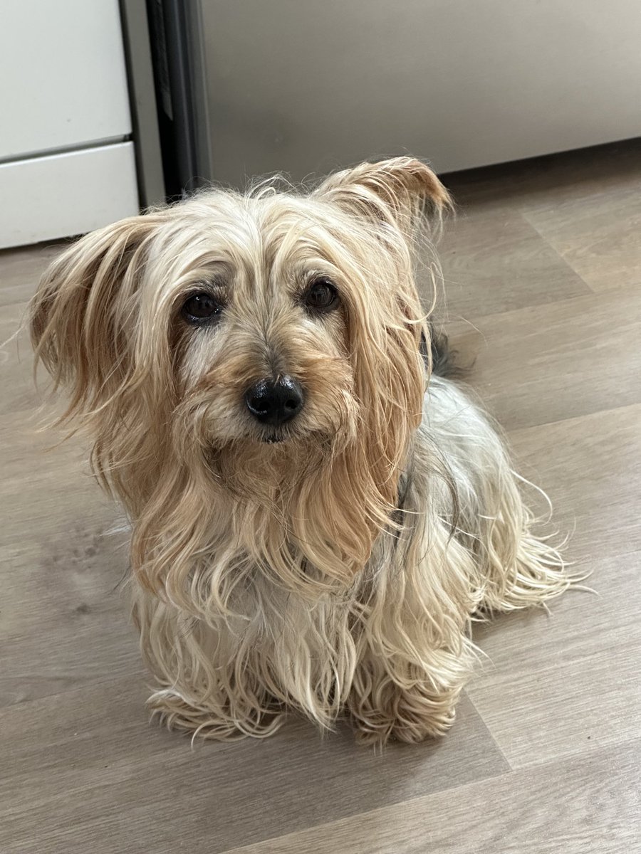 spzi.net tweet media