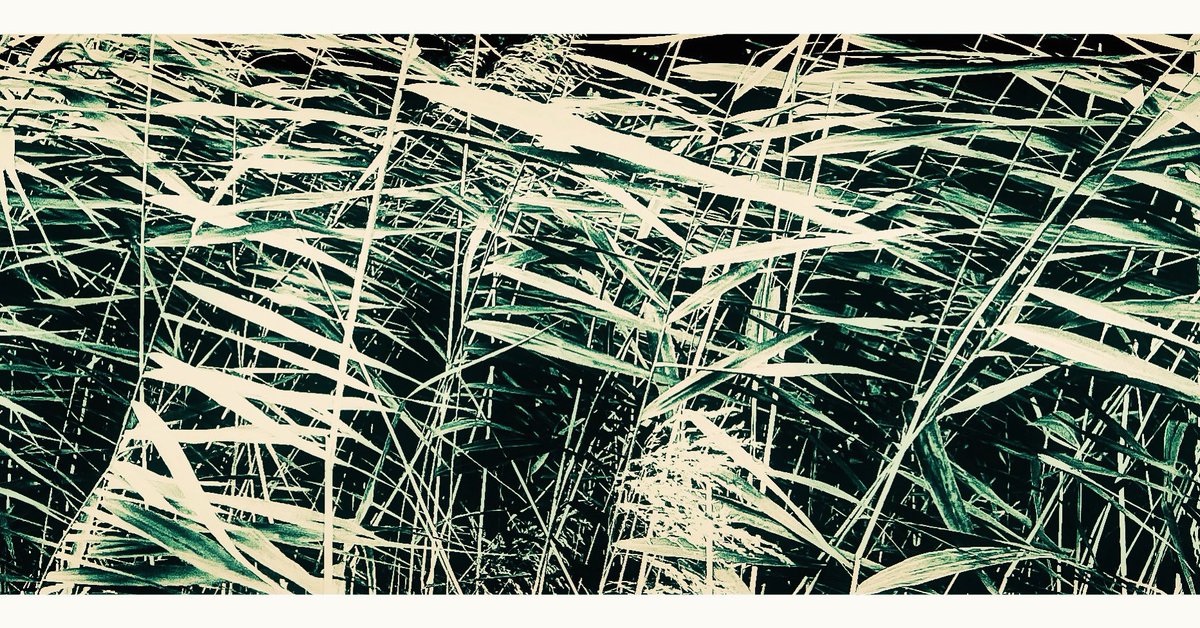 _sonotama's tweet photo. grünes Rauschen
#photography https://t.co/QVZXtHnGsQ