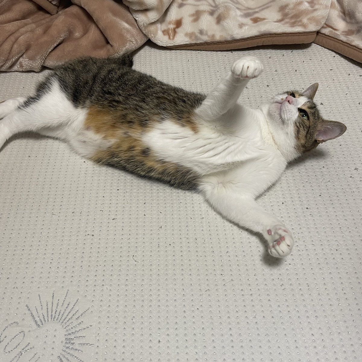 Mimura_Ranmaru's tweet photo. 遊んでたらセクシーなポーズにw
#猫 #猫のいる生活 #猫好きさんと繋がりたい #猫がいる幸せ https://t.co/3YZmO71tPZ