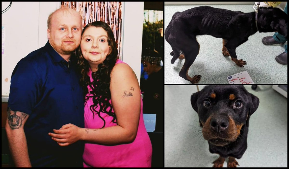 AdoptionsUk's tweet photo. Please retweet, couple that starved a dog to death , convicted but AVOID JAIL ‼️
CONVICTED |  Jodie Pitts, 30, and Daniel Keenan, 34, from #Wednesbury, #Sandwell, #WestMidlands- starved a pair of Rottweilers until one died while the other was emaciated and weak with hunger.
Sentencing |  18-month community order;  £664 each in fines and charges.  Banned from owning animals for 20 years.
The RSPCA were contacted by a vet who had euthanised the couple's severely emaciated Rottweiler named Pandora and was concerned about other dogs in their care.
RSPCA animal rescue officer Ash Moore visited the pair's home in Coronation Road where they discovered a visibly starved ten-month-old Rottweiler called Lola.
The distressed dog was transported to a vet and found to weigh just 13.8kg.  She was emaciated with marked muscle wastage and weakness when walking. While at the vets she was scavenging around the room for food. Blood test confirmed she was malnourished.
Officer Moore said: “She was extremely underweight with her full skeletal structure clearly visible, she also had indentations in her head that normally signifies being underweight severely.
"I asked [Pitts and Keenan] if she had been to a vet at all and they explained that she had only been for her vaccinations when she was much younger.
"Lola was visibly weak on her hind legs; they were shaking and were not moving as you would typically see as if the dog was struggling to hold her own weight. I was concerned for Lola and due to the situation with Pandora."
Fed a proper diet Lola's condition soon improved. Happily, she went on to make a full recovery and has been rehomed by the RSPCA.
Pitts and Keenan admitted two animal welfare offences, following a prosecution by the RSPCA and were sentenced on 30 September 2024.
More info and credit to.... 
https://t.co/qkONmiKjv8

@DefraGovUK @RSPCA_official @RuthJonesLabour @andreajenkyns @APDAWG1 @rickygervais @DrBrianMay @domdyer70 @PeterEgan6 @ConservativeAWF @Conservatives @LibDems @BBCNews @itvnews @GMB @thismorning #dogs #dog #adoptdontshop #Rottweilers #JodiePitts #DanielKeenan #Birmingham #Coventry #Midlands #animalabuse