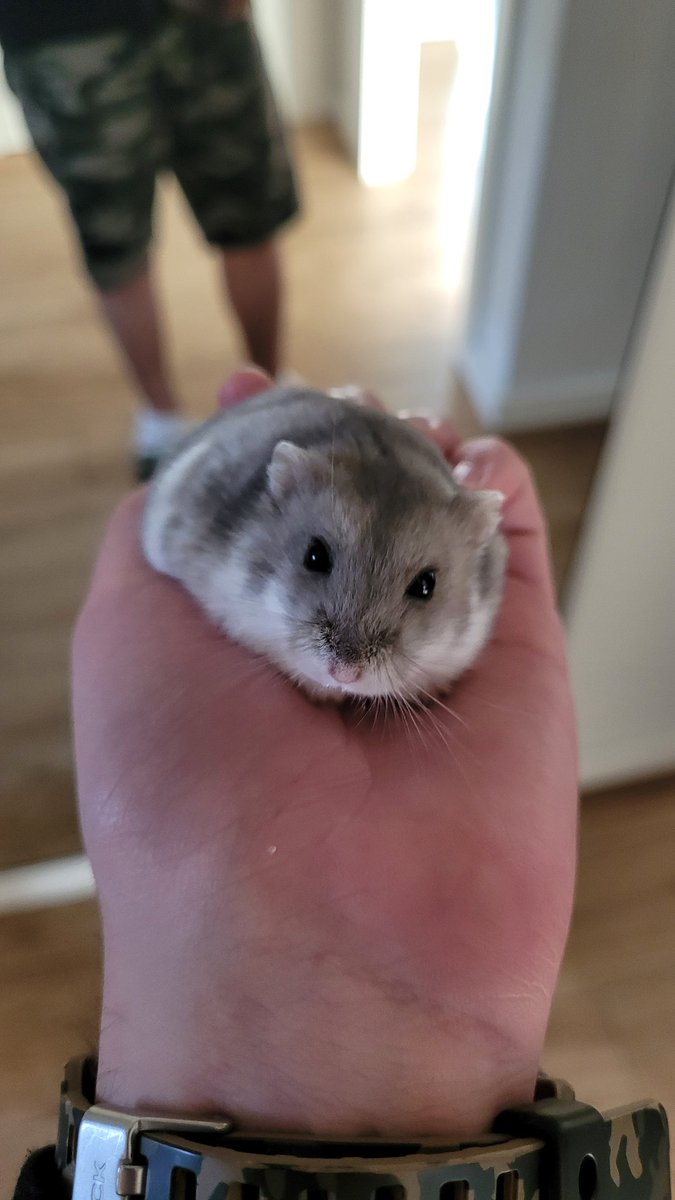 Fluffy The Hamster tweet media