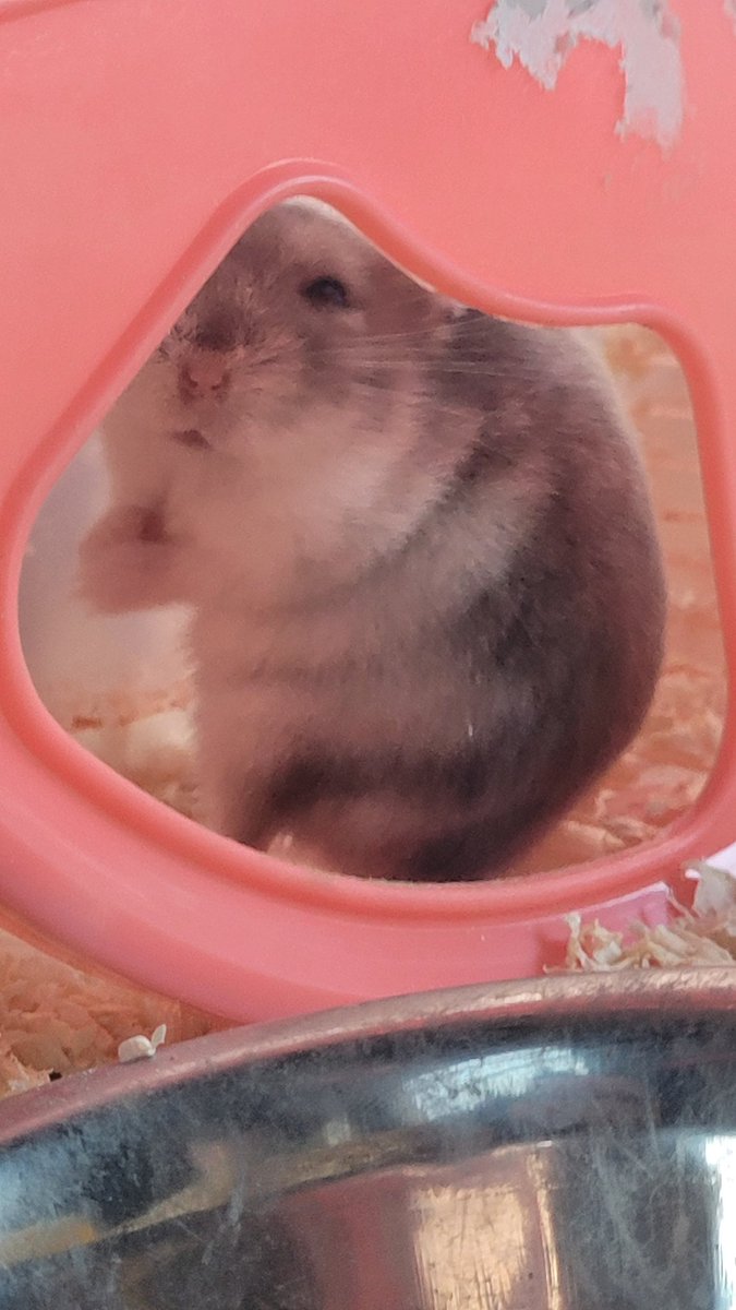 Fluffy The Hamster tweet media
