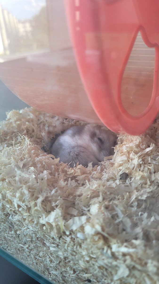 Fluffy The Hamster tweet media