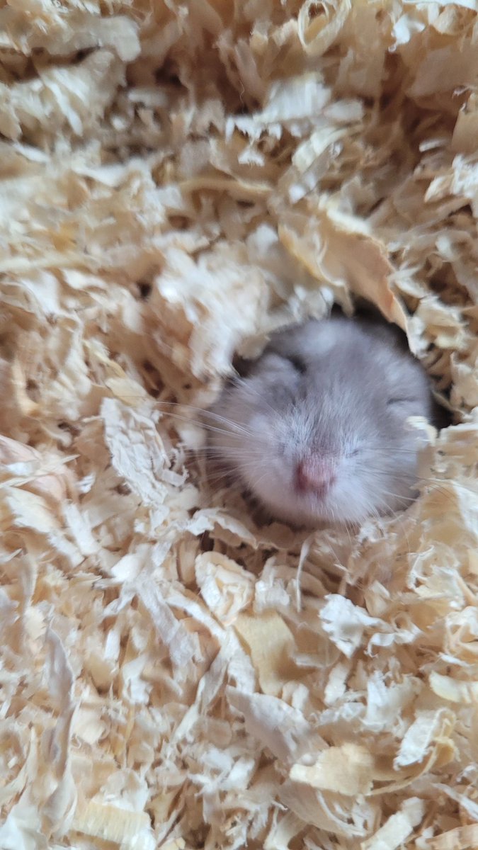 Fluffy The Hamster tweet media
