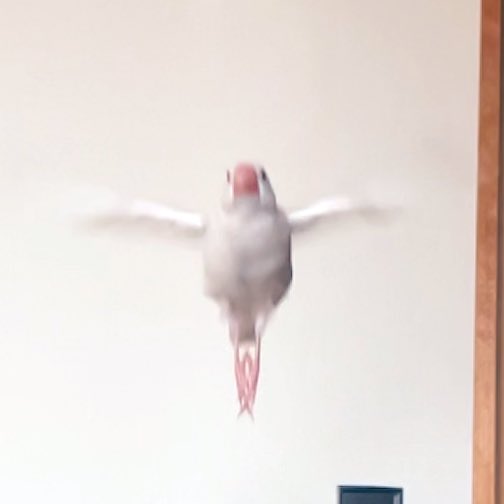 shiroro1126's tweet image. 足の爪先まで美しく✨