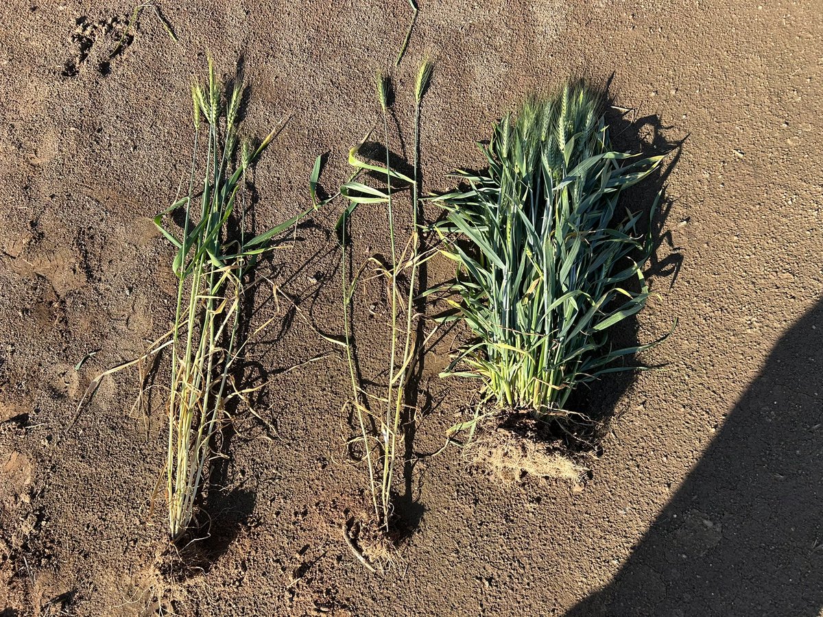 Mark Swift tweet media